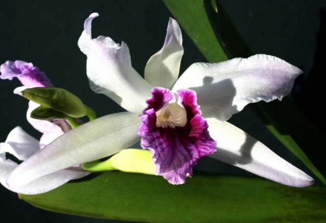 Laelia lobata.jpg