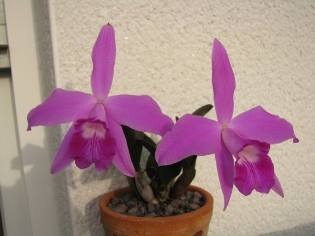 C. sincorana.jpg