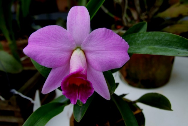 laelia praestans.jpg