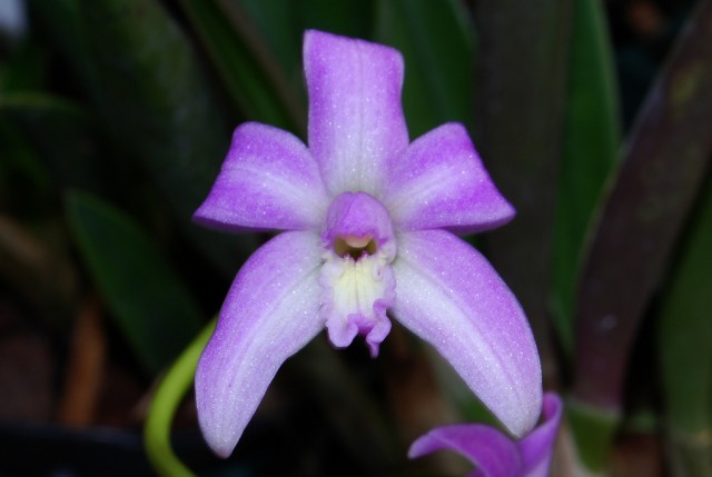 Laelia reginae.jpg