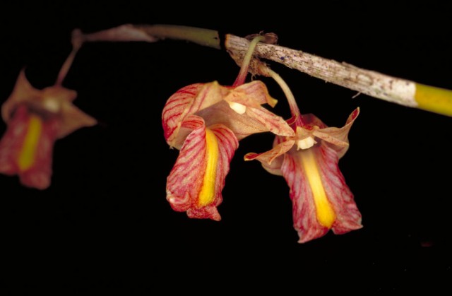 Dendrobium_acaciifolium.jpg