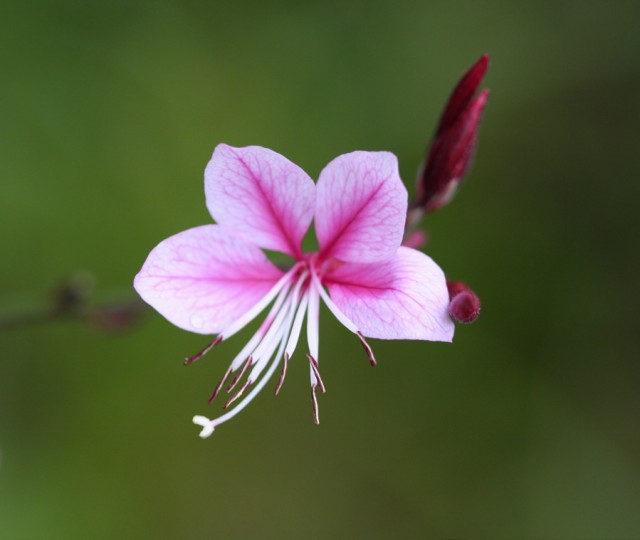 Gaura lindheimeri--PINK.jpg