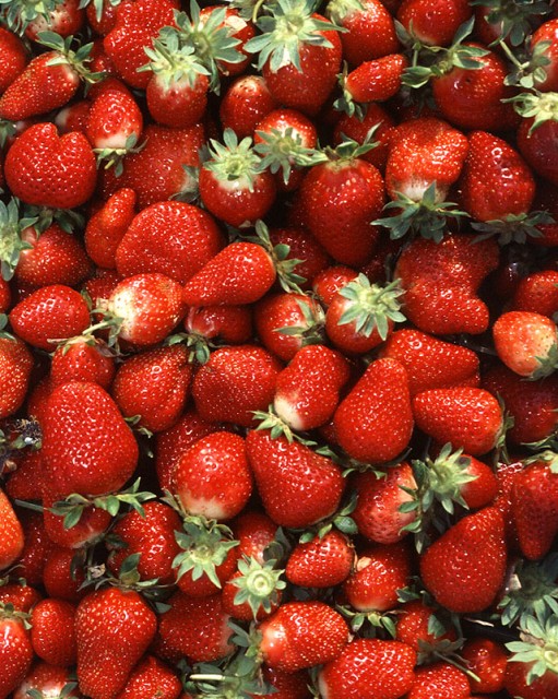 Chandler_strawberries--加州草莓.jpg