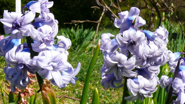 Hyacinthus_Gen_Kohler.jpg