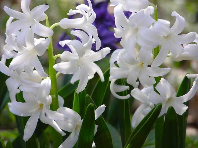 White_Hyacinthus_cultivar.jpg