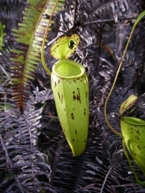 Nepenthes × trichocarpa.jpg