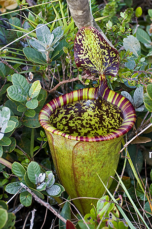Nepenthes attenboroughii.jpg