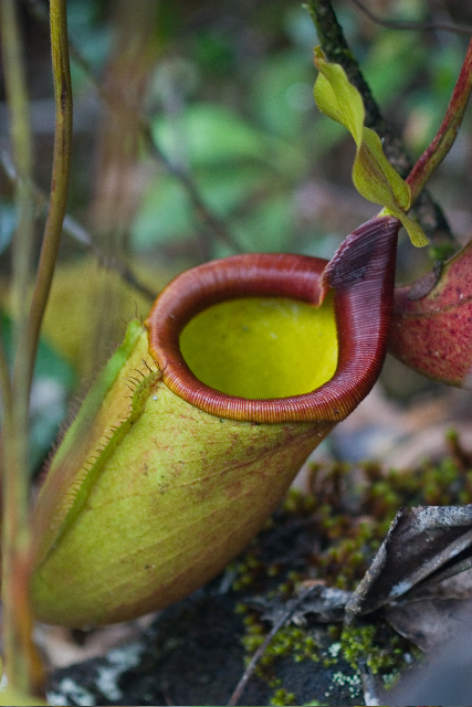 Nepenthes deaniana.jpg