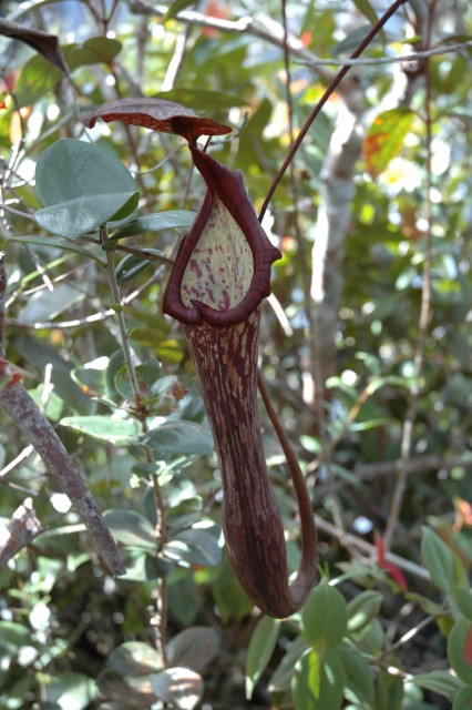 Nepenthes faizaliana.jpg