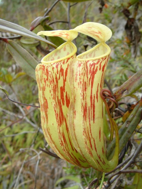 Nepenthes glabrata.jpg
