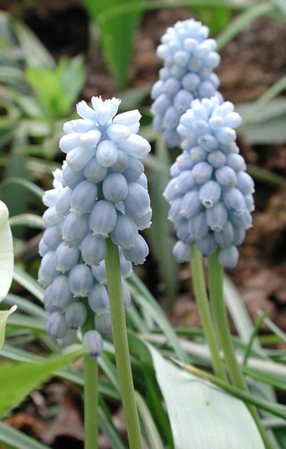 muscari_valerie_finnis-07.jpg