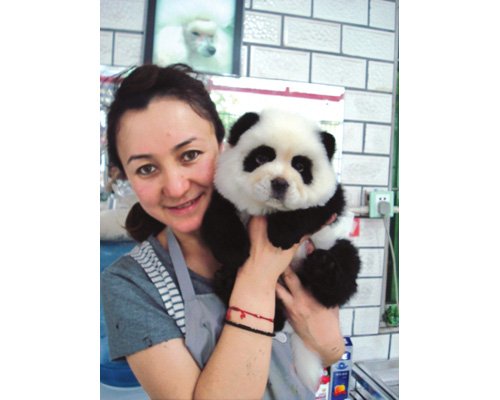 panda5.jpg