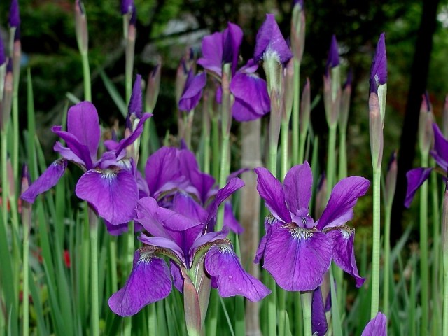アヤメ漢字:文目,菖蒲(注:有別於中國所稱的菖蒲) 英文名 Siberian iris, Iris orientalis
