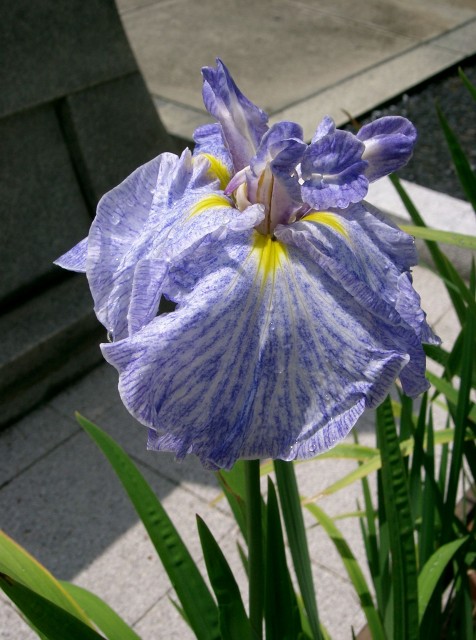 Iris_ensata_cv_daisougen-大草原.jpg