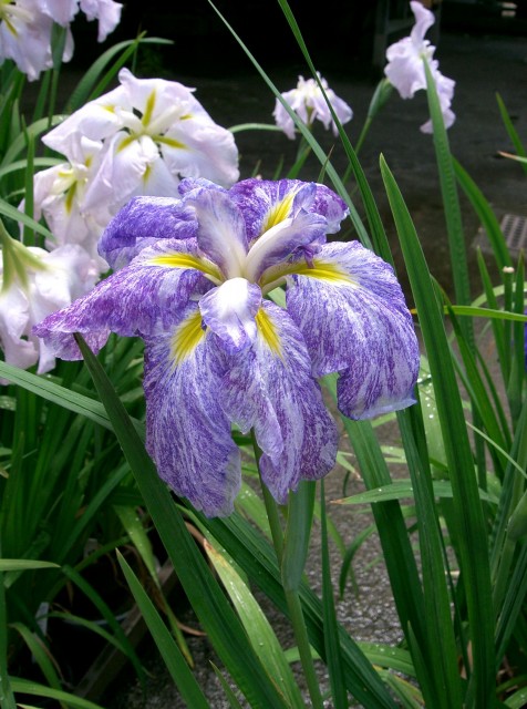 Iris_ensata_cv_kamatanishiki鐮田錦.jpg