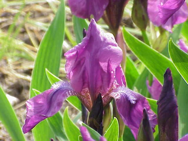 Iris_germanica0.jpg