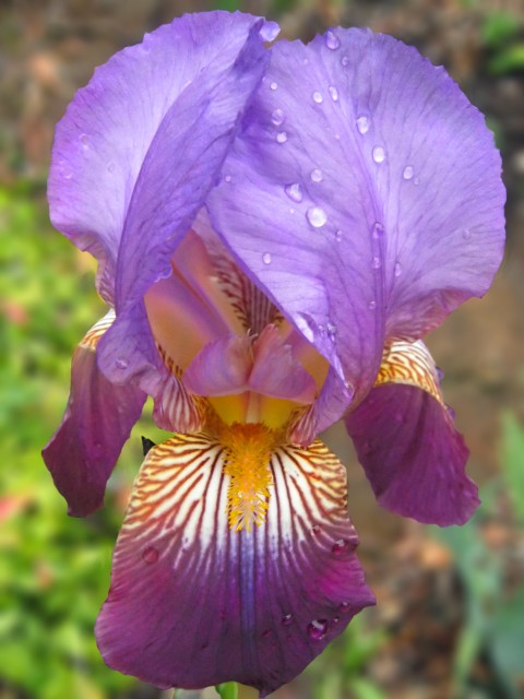 Purple-Iris_pn.jpg