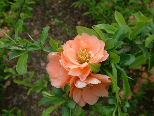 Chaenomeles%20speciosa%20-%202.jpg