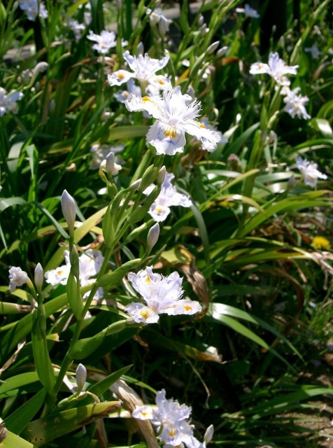 Iris_japonica1-1.jpg