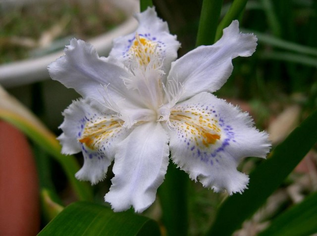 Iris_japonica1_flower-1.jpg