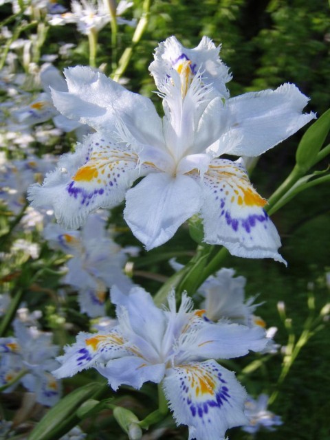 Iris_japonica3-1.jpg