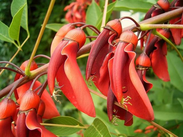 Erythrina_crista-galli_06_ies.jpg