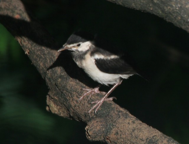 Asian_Pied_Starling_(Sturnus_contra)-_Juvenile_in_Kolkata_I_IMG_8812.jpg