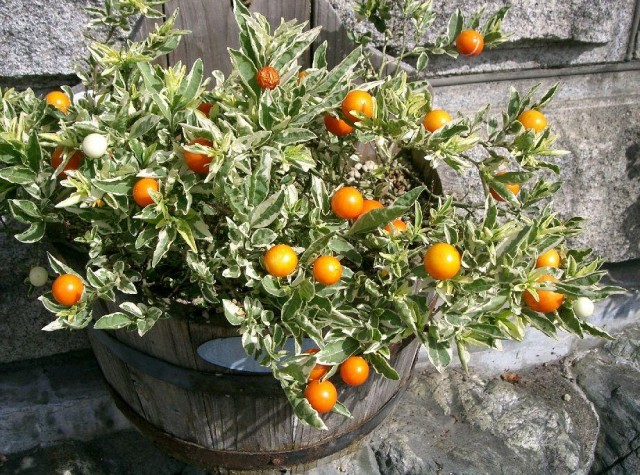 Solanum_pseudocapsicum1.jpg