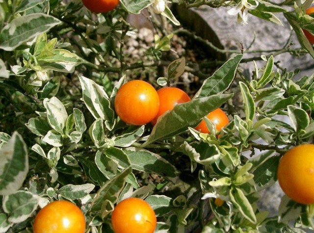 Solanum_pseudocapsicum2.jpg