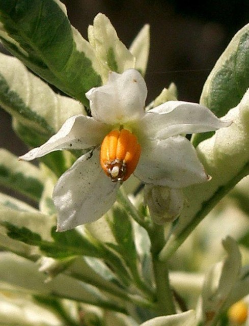 Solanum_pseudocapsicum3.jpg