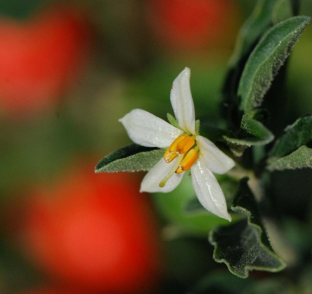 Solanum_pseudocapsicum_fl.jpg