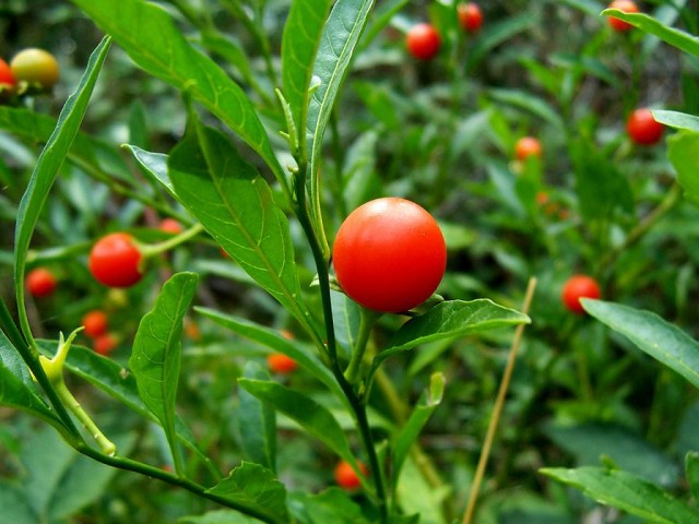 Solanum_pseudocapsicum.jpg