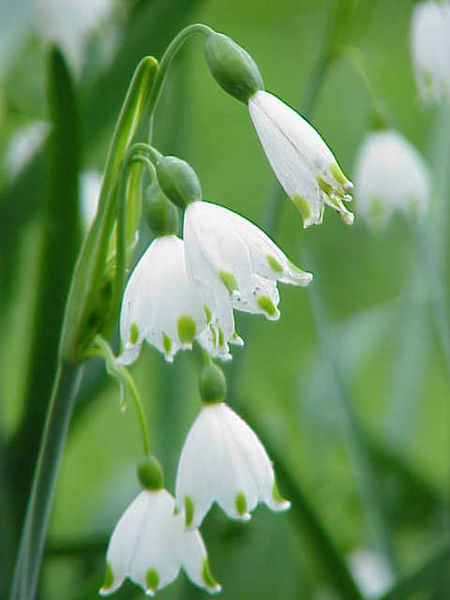 450px-Leucojum_aestivum4.jpg