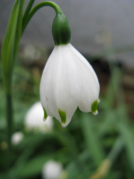 450px-Leucojum_aestivum6.jpg