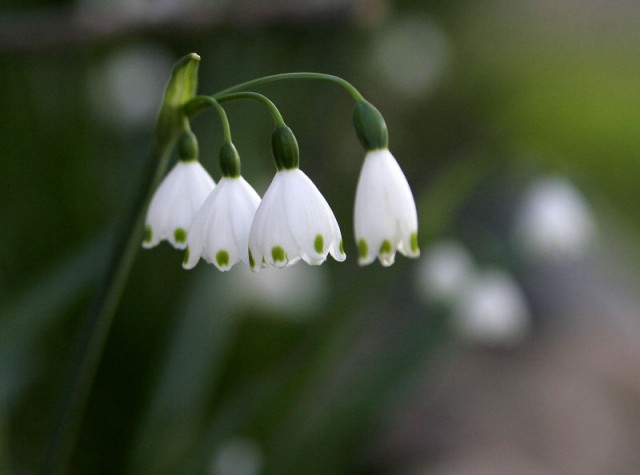 800px-Leucojum_aestivum.jpg