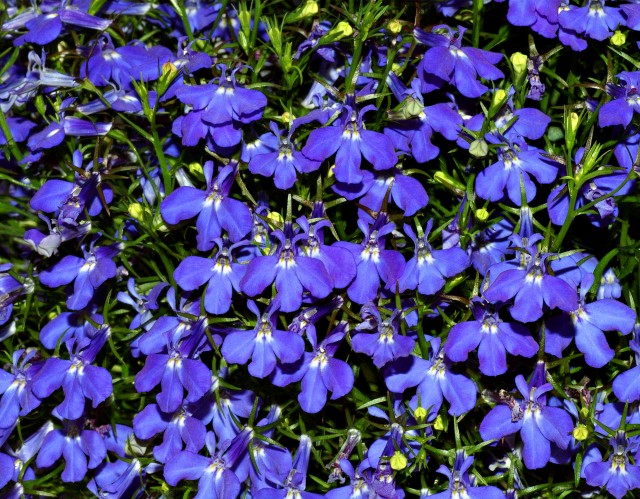 Lobelia_(aka).jpg