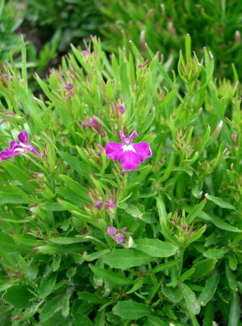 Lobelia_erinus1.jpg