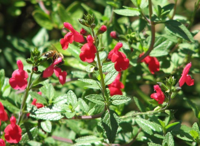 Salvia_lemmonii.jpg