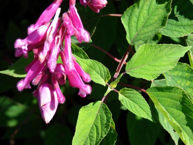 Starr_080219-2979_Salvia_involucrata.jpg