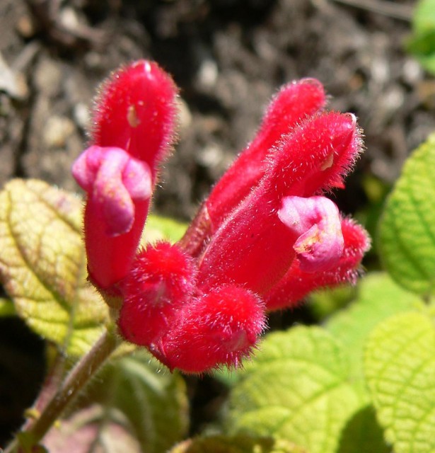 Salvia_pulchella_2.jpg