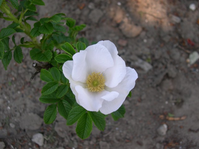 Rosa_Rugosa.jpg