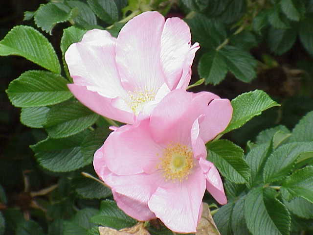 Rosa_rugosa0.jpg