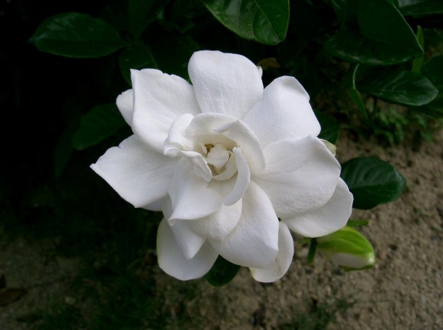 Gardenia_jasminoides1.jpg