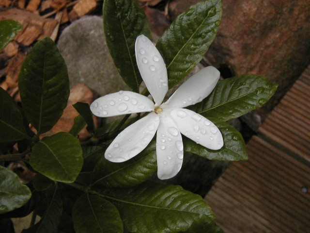 Gardenia_scabrella2-found in north Queensland.jpg