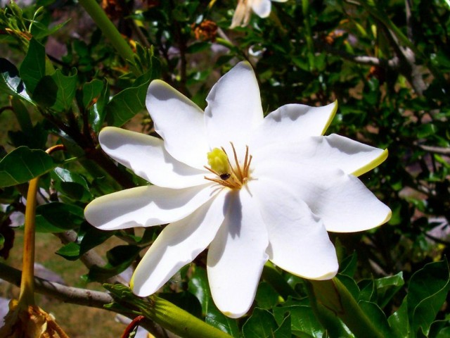 Gardenia_thunbergia385207587-南非.jpg