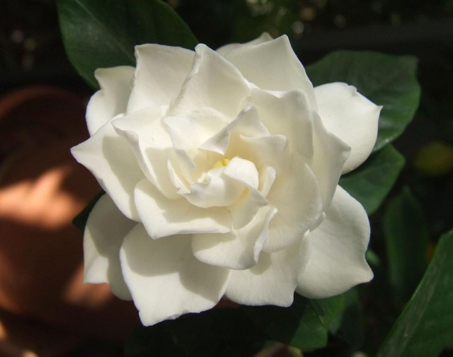 White_Gardenia_flower.jpg