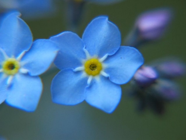 Forget-me-not_closeup_2005_01.jpg