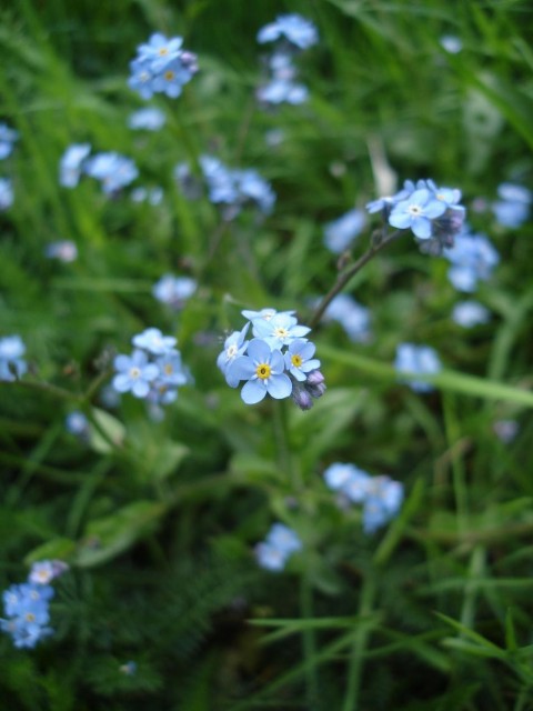 Myosotis.jpg