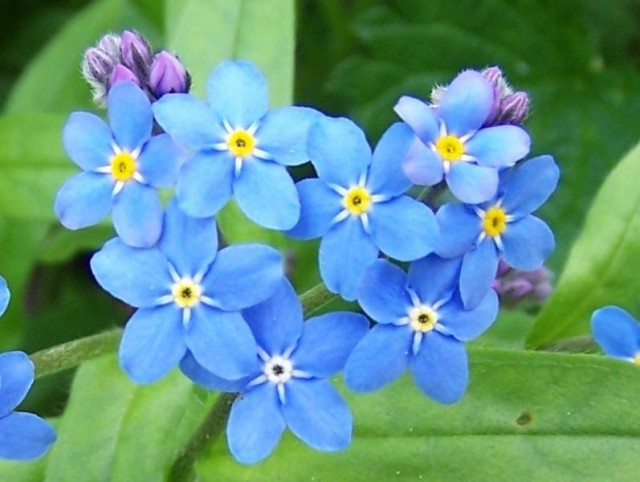 Myosotis_palustris_a1.jpg