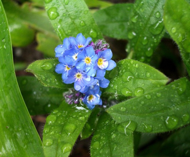 Myosotis_palustris.jpg